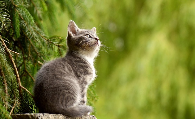 Tajemnice Świata Kotów: Fascynujący Wgląd w Życie Naszych Puszystych Przyjaciół